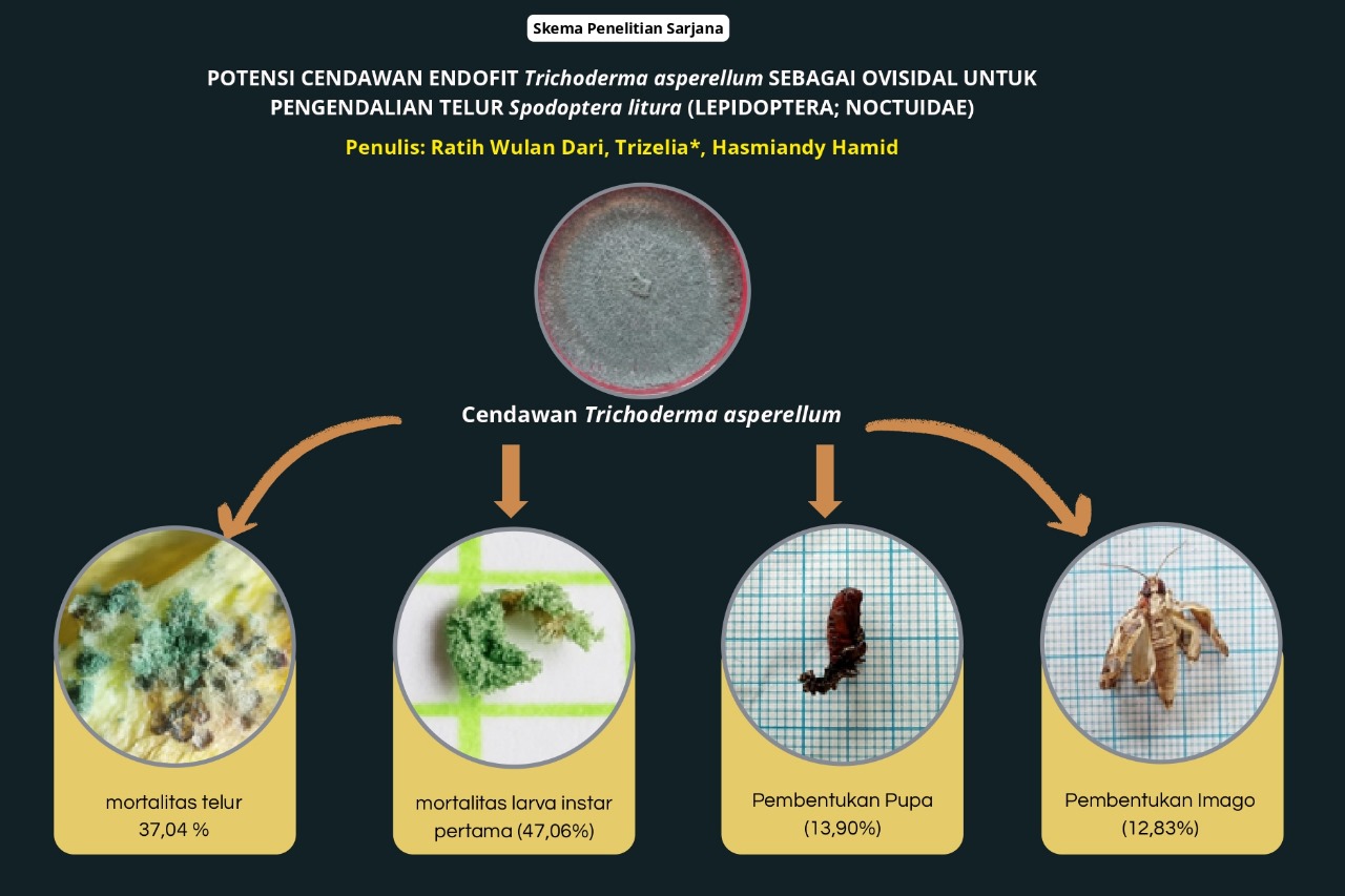 POTENSI CENDAWAN ENDOFIT Trichoderma asperellum SEBAGAI OVISIDAL UNTUK PENGENDALIAN TELUR Spodoptera litura (LEPIDOPTERA; NOCTUIDAE)